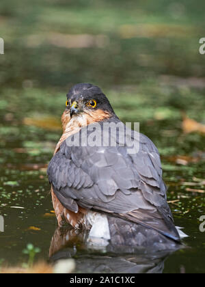Sparviero Accipiter nisus maschio nel giardino Norfolk Foto Stock