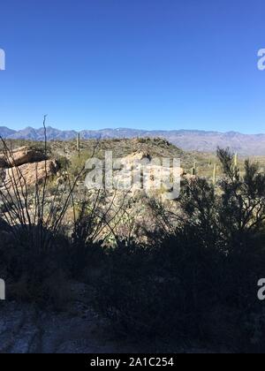 Deserto Sonoran in SW Arizona vicino a Tucson Foto Stock