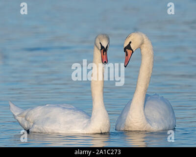 Cigno Cygnus olor coppia nel corteggiamento Norfolk molla Foto Stock