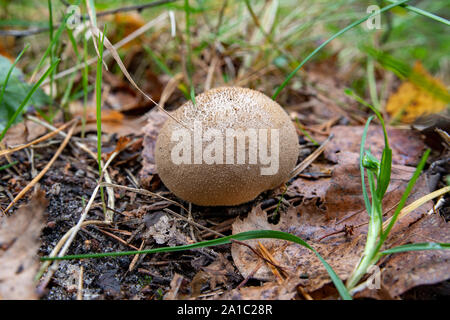 Puffball funghicoltura nella foresta. Velenoso fungo appiccicoso nella foresta di erba. La stagione autunnale. Foto Stock