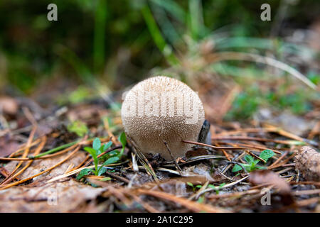 Puffball funghicoltura nella foresta. Velenoso fungo appiccicoso nella foresta di erba. La stagione autunnale. Foto Stock