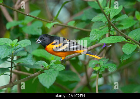 Baltimore Rigogolo Icterus galbula maschio su motivi di svernamento in Costa Rica Foto Stock