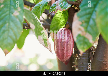 Wey cacao pod appeso su albero vista ravvicinata Foto Stock