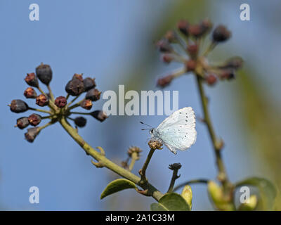 Holly Blue Butterfly Celastrina argiolus su ivy in giardino Holt Norfolk molla Foto Stock