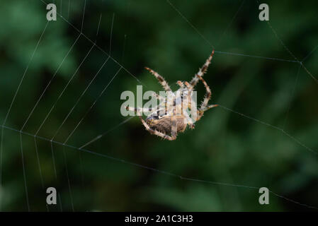 Giardino europeo Spider (Cross Orb-Weaver) riparazione di tessuto che è stato danneggiato nel vento. (Araneus diadematus). Foto Stock