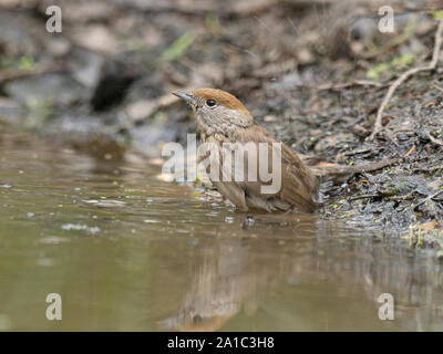 Eurasian Capinera femmina a balneazione piscina North Norfolk estate Foto Stock