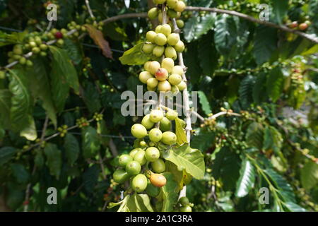 Ciliegie di caffè Kona maturate sulla vite. Il Kona Coffee è un caffè di fama mondiale che viene coltivato esclusivamente sulla Big Island. Foto Stock