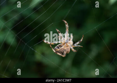 Giardino europeo Spider (Cross Orb-Weaver) riparazione di tessuto che è stato danneggiato nel vento. (Araneus diadematus). Foto Stock