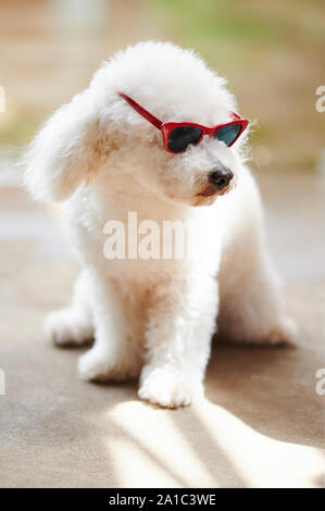 Barboncino bianco in rosso occhiali da sole a sedersi su sfondo di estate Foto Stock