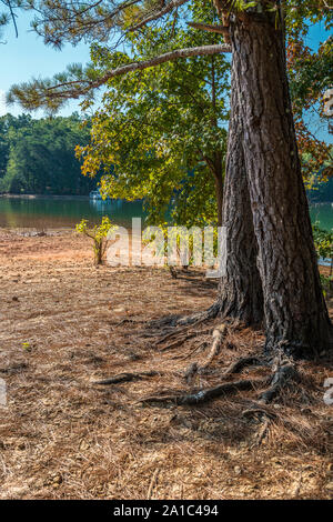 Estesa spiaggia di fronte al lago, erosione da una siccità esponendo radici di albero in una giornata di sole in inizio di caduta Foto Stock