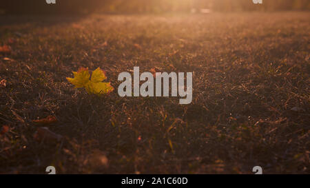 Bella lonely maple leaf sdraiati sull'erba sul tramonto o l'alba con calda bella luce posteriore. Autunno foto. Copia dello spazio. Foto Stock
