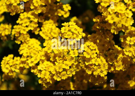 La foto mostra il dolce alyssum in primavera. Foto Stock