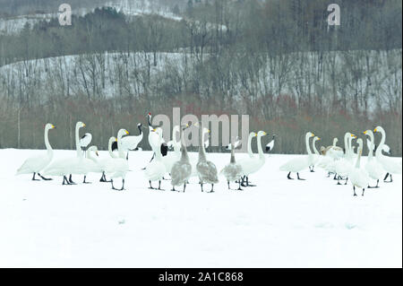 Whooper cigni in Kushiro Parco Nazionale Foto Stock