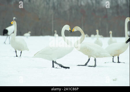 Whooper cigni in Kushiro Parco Nazionale Foto Stock