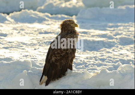 Sea Eagle in Rausu/Giappone Foto Stock