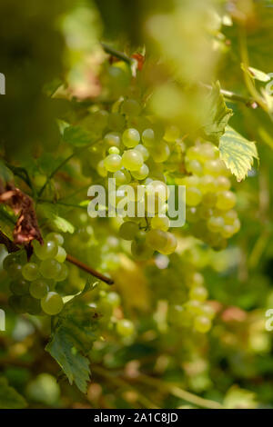 Mature di uva bianca appesa in un mazzetto close up Foto Stock