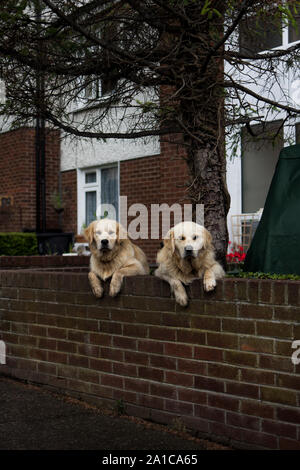 Due Golden Retriever in posa davanti a una fotocamera Foto Stock