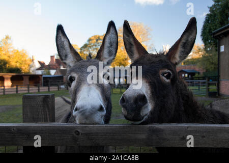 Due asini in un santuario asino a Sutton Park, Inghilterra Foto Stock