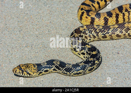 Bullsnake (Pituophis catenifer sayi), attualmente considerato una sottospecie del look-a-come Gopher snake (Pituophis catenifer), Castle Rock CO NOI. Foto Stock