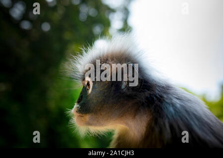 Vicino la testa del deserto dusky leaf monkey contro verde blur sullo sfondo Foto Stock