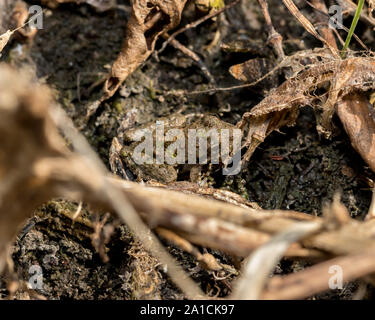 Blanchard's cricket rana, raganella, specie nel suo ambiente naturale di vegetazione sulla linea di riva di un laghetto.
