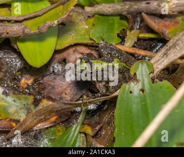 Blanchard's cricket rana, raganella, specie nel suo ambiente naturale di vegetazione sulla linea di riva di un laghetto.