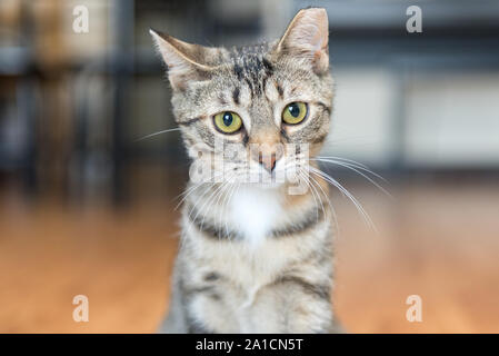 Questa volta gatti selvatici troveranno la felicità e l'amore in una nuova casa una volta adottata. Foto Stock