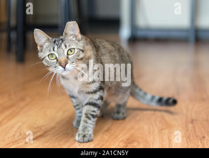 Questa volta gatti selvatici troveranno la felicità e l'amore in una nuova casa una volta adottata. Foto Stock