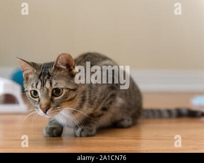 Questa volta gatti selvatici troveranno la felicità e l'amore in una nuova casa una volta adottata. Foto Stock