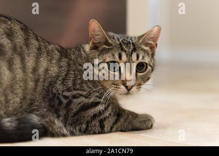 Questa volta gatti selvatici troveranno la felicità e l'amore in una nuova casa una volta adottata. Foto Stock