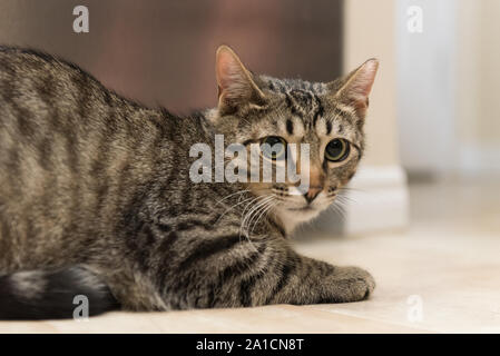 Questa volta gatti selvatici troveranno la felicità e l'amore in una nuova casa una volta adottata. Foto Stock