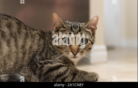 Questa volta gatti selvatici troveranno la felicità e l'amore in una nuova casa una volta adottata. Foto Stock