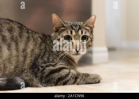 Questa volta gatti selvatici troveranno la felicità e l'amore in una nuova casa una volta adottata. Foto Stock