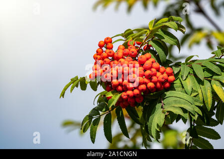 Rosso a Grappolo di rowan bacche sullo sfondo del nuvoloso cielo piovoso. Red rowan bacche. Specie di Sorbus sono comunemente noti come sorbo montano, rowan e Foto Stock