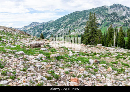 Albion bacino, Utah estate con prato roccioso vista montagne Wasatch al Lago Cecret e fiori di campo Foto Stock