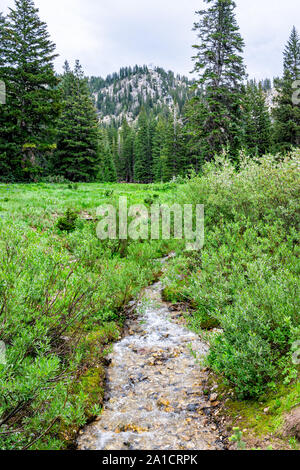 Albion bacino, Utah estate con paesaggio verticale vista creek fiume di acqua nelle montagne Wasatch vicino al campeggio Foto Stock