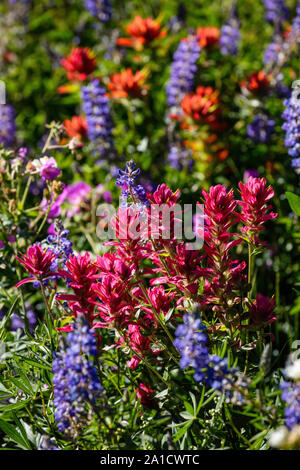 Fiori Selvatici, Albion bacino, poco pioppi neri americani Canyon, Montagne Wasatch, Utah Foto Stock