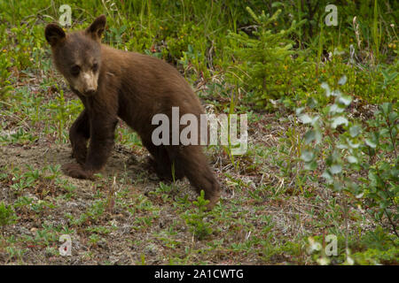 Carino Cannella Black Bear Cub Foto Stock