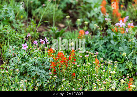 Albion bacino, Utah bella estate in 2019 in montagne Wasatch con ingrandimento di fiori selvatici pennello rosso fiori in Prato Foto Stock