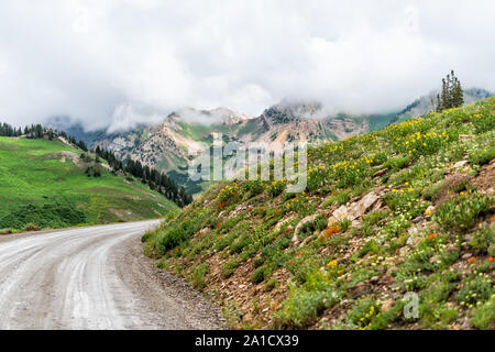 Albion bacino, Utah estate strada sterrata in vista per le navette e automobili in 2019 in montagne Wasatch con nuvole sul giorno tempestoso e fiori Foto Stock