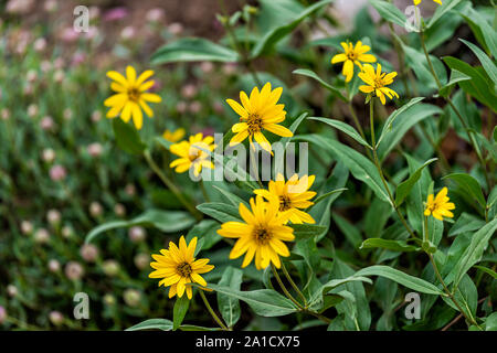 Albion bacino, Utah estate 2019 durante la stagione di fiori di campo in montagne Wasatch con dettaglio di molti giallo Arnica fiori di girasole Foto Stock