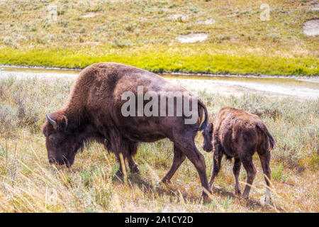 Bison e il pascolo di vitello a Hayden Valley nel Parco Nazionale di Yellowstone, Wyoming negli Stati Uniti. Foto Stock