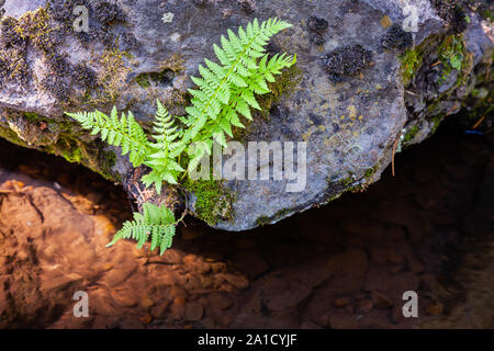 Un solitario fern si aggrappa alla vita su una roccia dal creek. Foto Stock