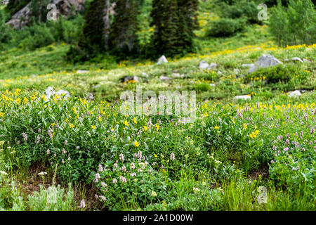Albion bacino, Utah estate con campo di molti bianco e rosa erba gatta fiori selvatici fiori in montagne Wasatch sul prato Foto Stock