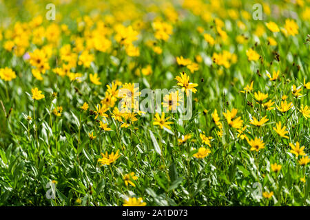 Albion bacino, Utah 2019 fiori selvatici nella stagione estiva in montagne Wasatch con ingrandimento di prato e modello di molti giallo Arnica fiori di girasole Foto Stock