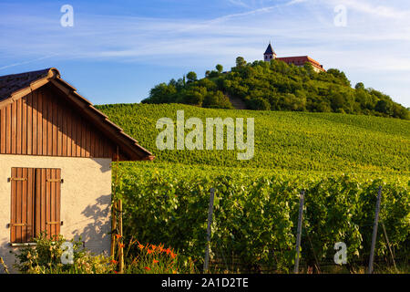 Bellissimo vigneto in Germania in città Cleebronn con monastero sulla cima della collina Foto Stock