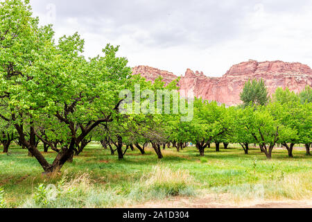 Le albicocche di alberi in frutteto con il verde lussureggiante fogliame e del canyon in Fruita Capitol Reef National Monument in estate per libero raccolta di frutta Foto Stock