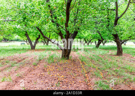 Molti mature surmature viziati marcio frutta albicocche al suolo mediante una struttura ad albero nel frutteto in estate a Capitol Reef National Monument in Utah Foto Stock