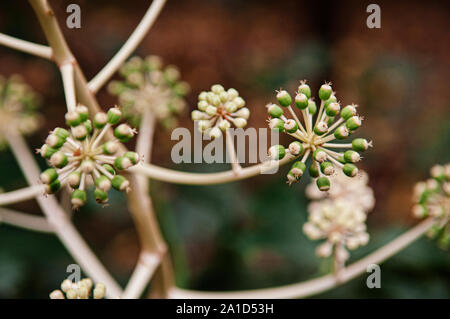 Selvatica di fiori esotici Fatsia japonica o giapponese Aralia pieno fiore con frutti di bosco Foto Stock