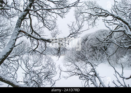 Sottile isolato snowy tree rami e tronchi contro il cielo d'inverno Foto Stock